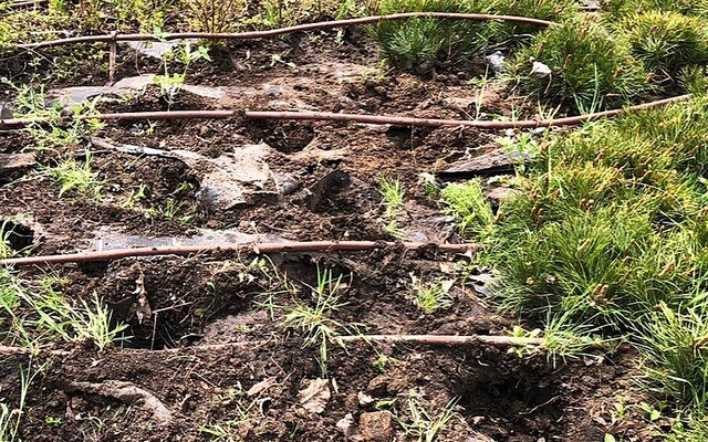 В Харькове украли десятки сосен, которые высадили на Полтавском Шляхе