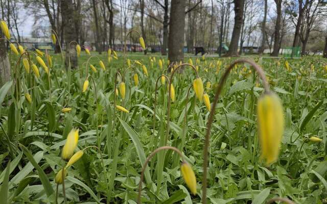 В Харькове расцвели редкие цветы, занесенные в Красную книгу (фото)