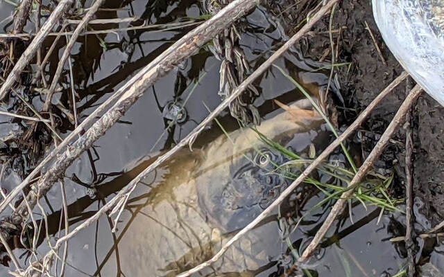 В реке возле Эсхара под Харьковом - мор рыбы