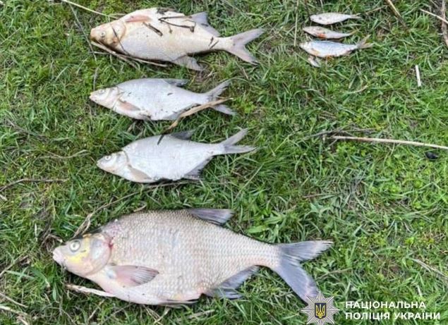В Северском Донце в Харьковской области массово гибнет рыба
