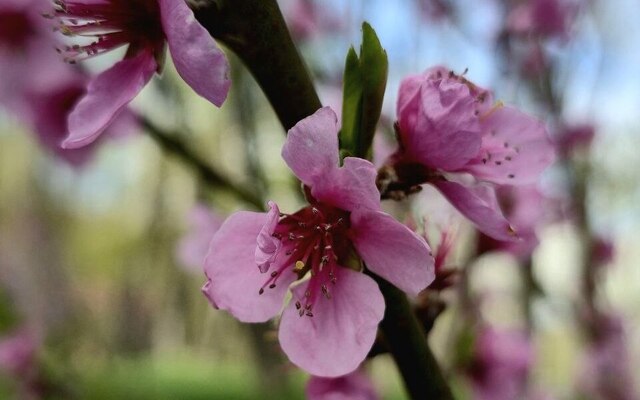 В центре Харькова расцвели персиковые деревья (фото)