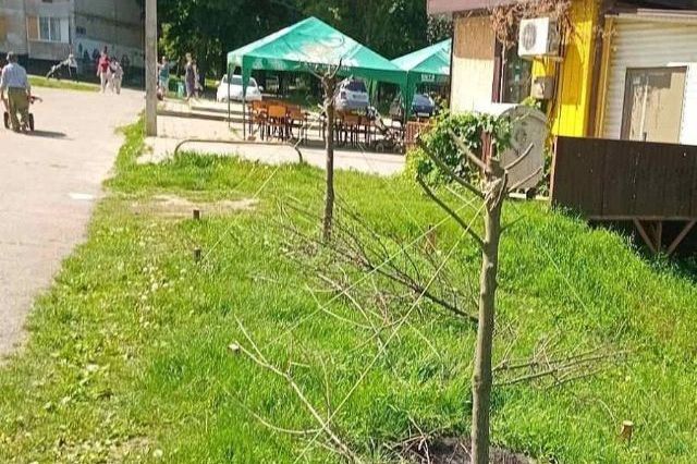 Поврежденные деревья