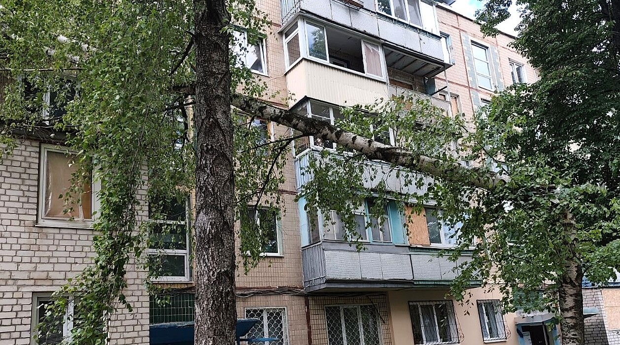 В Харькове ветер повалил деревья (фото)