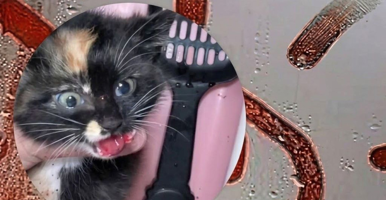 Котенок