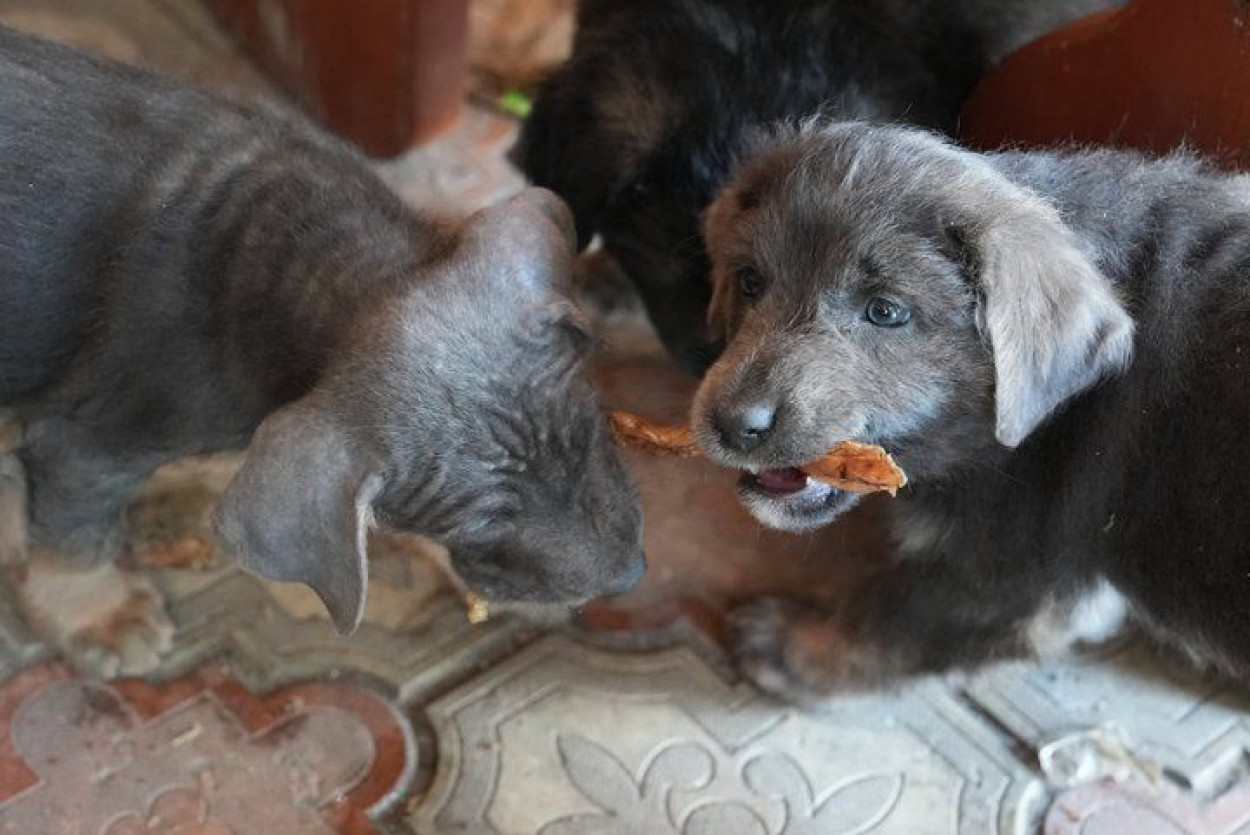 Щенки