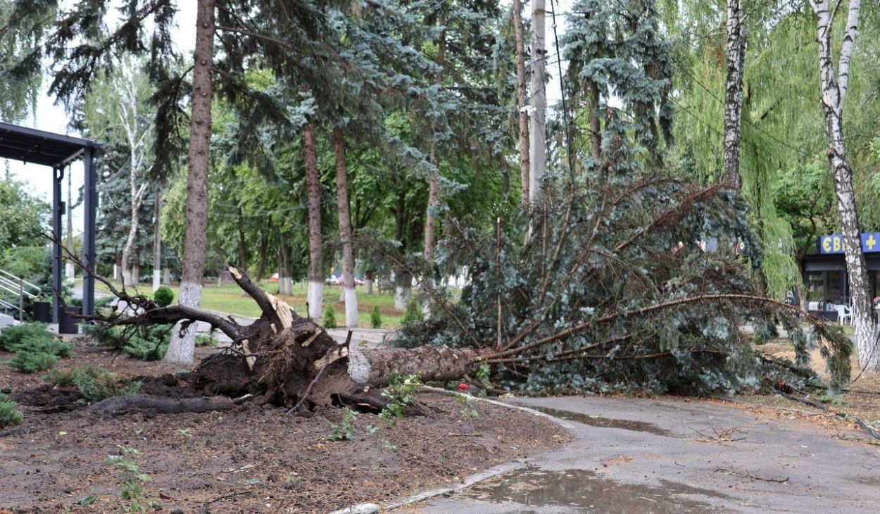Упавшее дерево