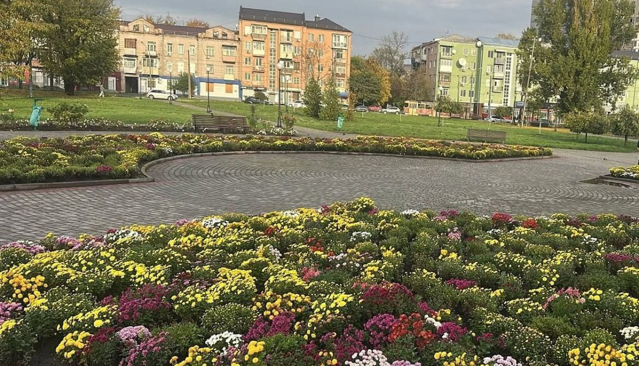 32 куста хризантем с новой клумбы украли в Харькове (фото)